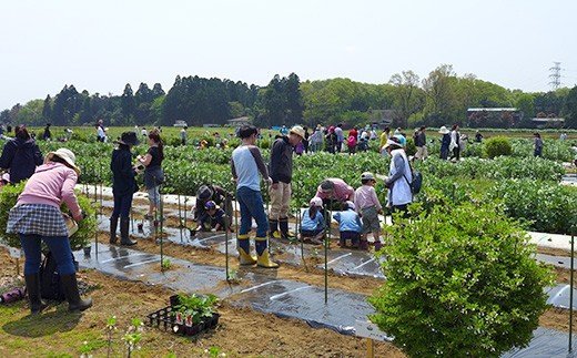 【ふるさと納税】】会員制 貸農園 「カズサ愛彩...の紹介画像3