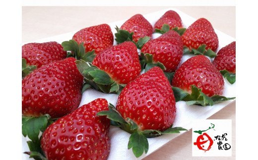 8位! 口コミ数「4件」評価「4.75」 ポレポレ農園 旬のセレクト ＼ 朝採り 完熟 いちご ／ 約 800g | ポレポレ農園 千葉県 君津市