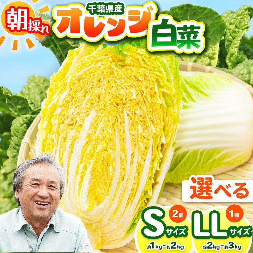 【ふるさと納税】【 選べるサイズ 】オレンジ白菜 Sサイズ or LLサイズ (約1〜3kg)(1個〜2個) 農薬(化学肥料):栽培期間中不使用 | 鈴木アル・...