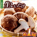 【ふるさと納税】 生シイタケ 約1kg | 君津生キクラゲ販売所 農薬(化学肥料):栽培期間中不使用 本州限定発送 野菜 きのこ キノコ 椎茸 しいたけ 肉厚 バターソテー 栄養満点 万能食材 野菜炒め 中華料理 千葉 君津 きみつ
