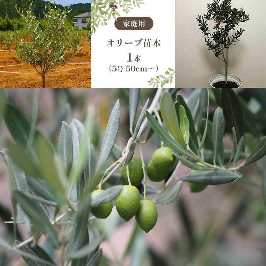 【ふるさと納税】家庭用 オリーブ 苗木 1本(5号 50cm〜) | 君津産 東京オリーブ 君津市 千葉県 きみつ