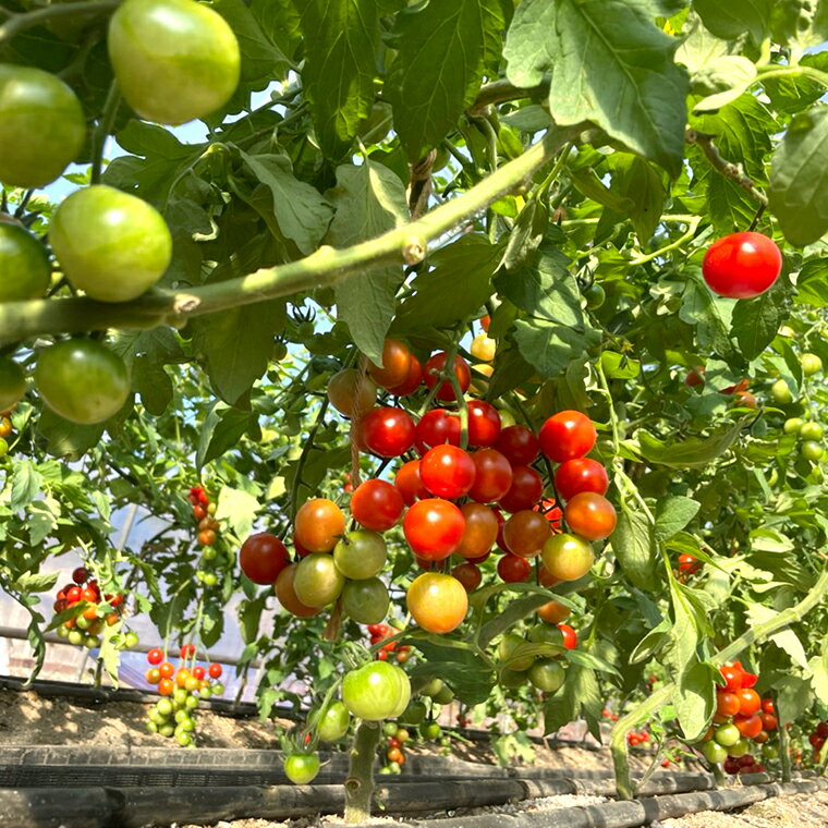 【ふるさと納税】訳あり ミニトマト トマト 高糖度 3kg おすすめ とれたて 新鮮 朝どり 朝どれ 朝採り 宝玉丸 傷もの ヘタなし 期間限定 毎月 数量限定 常温便 産地直送 農家直送 生産者直送 国産 野菜 サラダ 農作物 有機肥料 フードロス削減 食品ロス削減 生産者応援