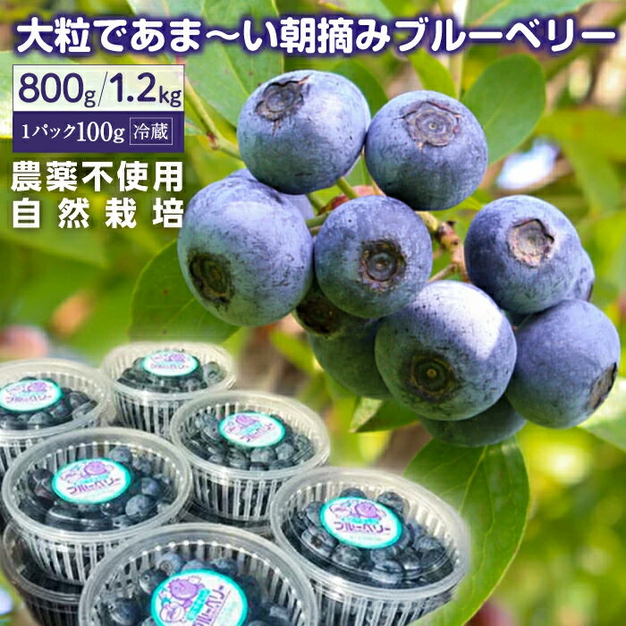 【ふるさと納税】朝摘み ブルーベリー 1.2kg 100g×12パック 生・冷蔵 発送期間が選べる 【7月下旬～8月中旬発送分】または【8月中旬～9月中旬発送分】のサムネイル