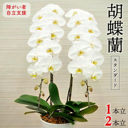胡蝶蘭 コチョウラン 1本立 2本立 花 生花 スタンダード 鉢植え 障がい者 自立支援