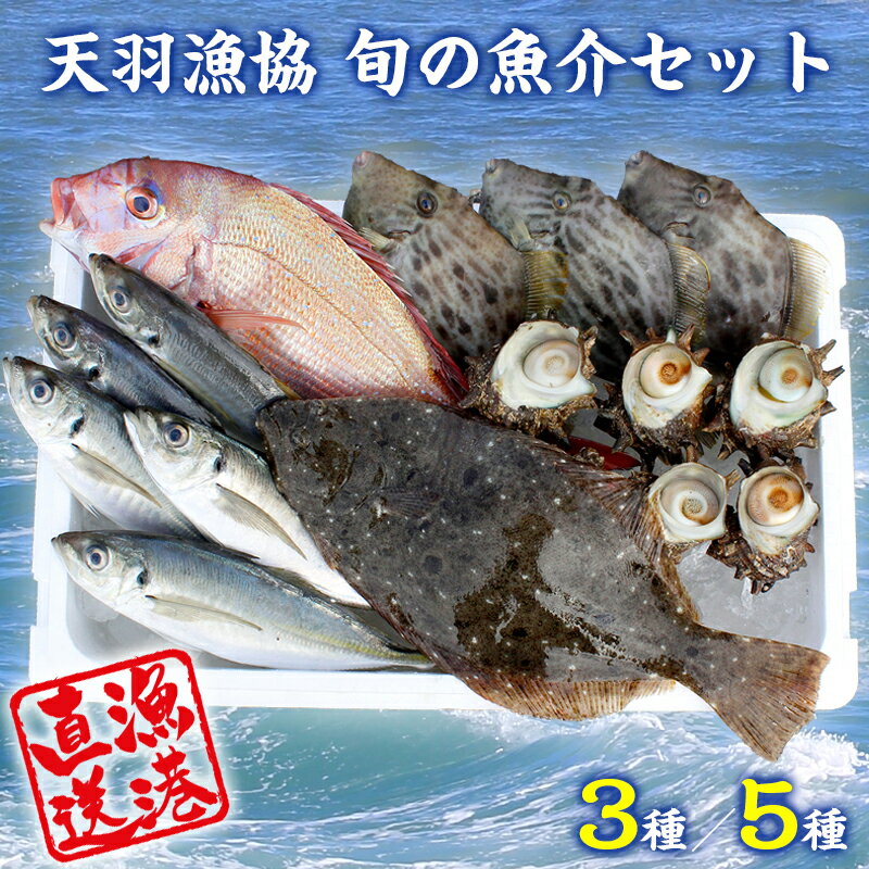 【ふるさと納税】魚介 魚 旬 3種 5種 おすすめ セット 詰め合わせ 活魚 鮮魚 新鮮 朝獲れ直送 産地直送 冷蔵便 天羽漁業協同組合 天羽..