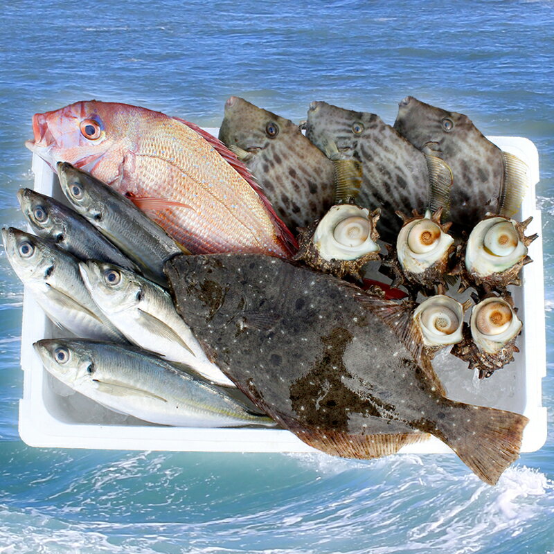 正規品 ふるさと納税 数量限定 天羽漁協 千葉県富津市産 新鮮 旬の魚介5種セット お楽しみ 朝獲れ直送 国産 千葉県産 産地直送 旬魚 活魚 鮮魚 詰め合わせ 送料無料 プロ御用達 人気no 1 本体 Www Gestalt Cl 正規品 ふるさと納税 数量限定 天羽漁協 千葉県富津市産 新鮮 旬の魚介5種セット お楽しみ 朝獲れ直送 国産 千葉県産 産地直送 旬魚 活魚 鮮魚 詰め合わせ 送料無料 プロ御用達 人気no 1 本体 Www Gestalt Cl