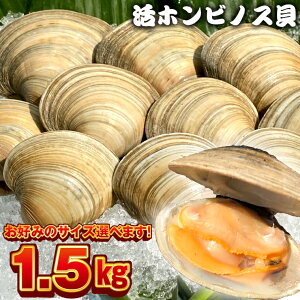 【楽天市場】【ふるさと納税】ホンビノス貝 計1.5kg S（50～95g） M（100～125g） L（130～160g） LL（165g～） 冷蔵 国産 浜焼き BBQ バーベキュー アウトドア キャンプ 漁師直送 産地直送 魚介類 海鮮 貝 シーフード クラムチャウダー パスタ 天ぷら 酒蒸し 千葉県 富津市 送料無料：千葉県富津市