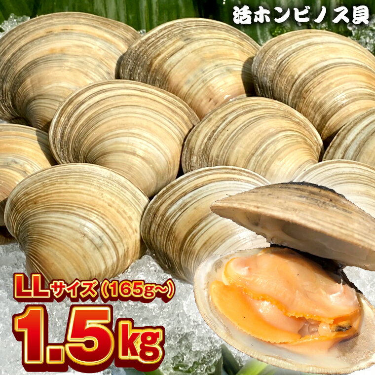 【ふるさと納税】ホンビノス貝 LLサイズ165g～ 計1.5kg 冷蔵 国産 白ハマグリ 白蛤 はまぐり 大アサリ 浜焼き BBQ バーベキュー アウトドア キャンプ 漁師直送 産地直送 魚介類 海鮮 貝 シーフード クラムチャウダー パスタ 天ぷら 酒蒸し 千葉県 富津市 送料無料