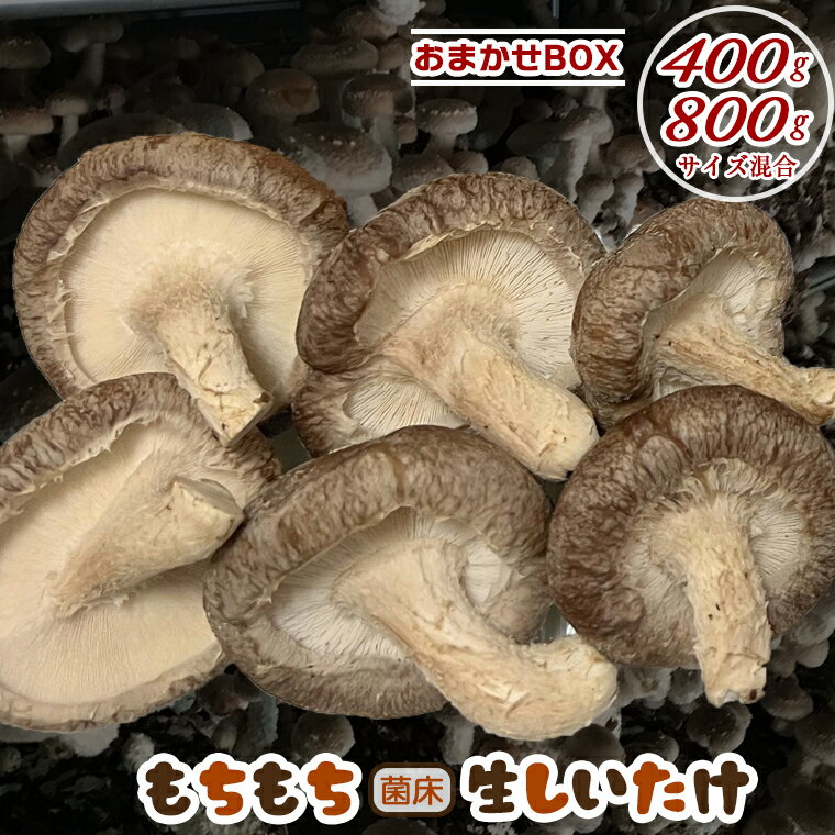 11位! 口コミ数「0件」評価「0」しいたけ 椎茸 きのこ 生 菌床 400g 800g もちもち おまかせ サイズいろいろ おすすめ ジューシー 万能 野菜 農産物 国産 大･･･ 