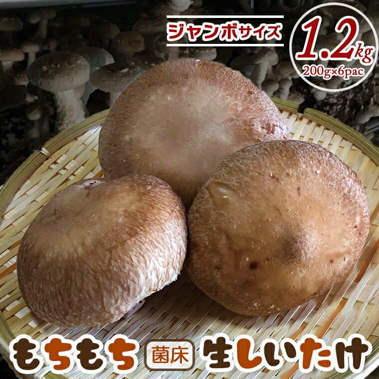 【ふるさと納税】生 しいたけ 椎茸 菌床 もちもち ジャンボ サイズ 200g×6パック 計1.2kg