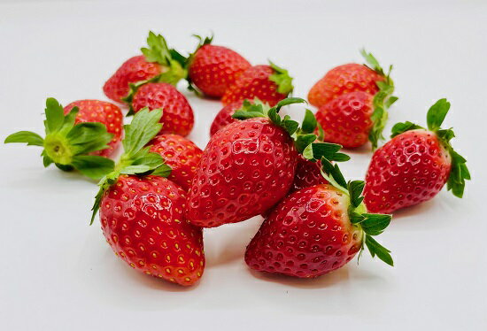 【ふるさと納税】とちおとめ 4パック 本州限定 / 三石農園 / とちおとめ 苺 イチゴ 完熟 朝採り