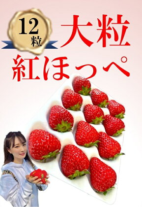 シエルファーム 大粒いちご 12粒 紅ほっぺ / 高級 いちご 苺
