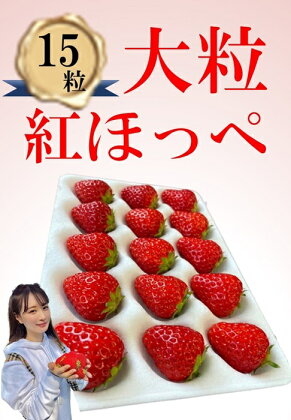 シエルファーム 大粒いちご 15粒 紅ほっぺ / 高級 いちご 苺