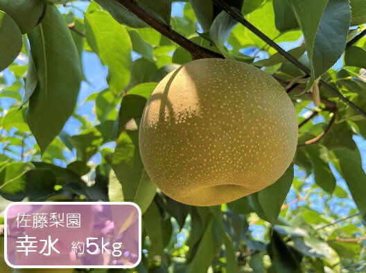 【ふるさと納税】幸水 約5kg / 佐藤梨園 / 梨 なし 果物