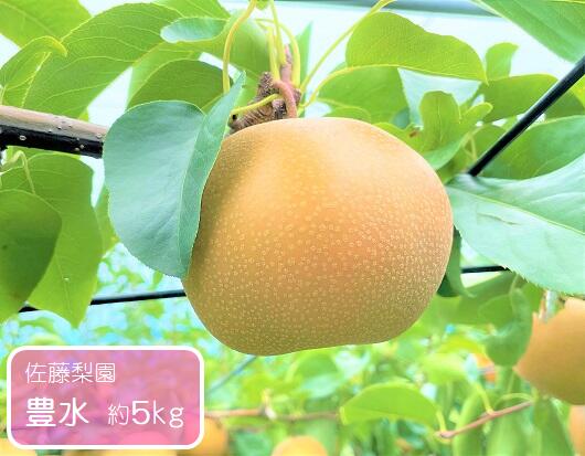 【ふるさと納税】豊水 約5kg / 佐藤梨園 / 梨 なし 果物