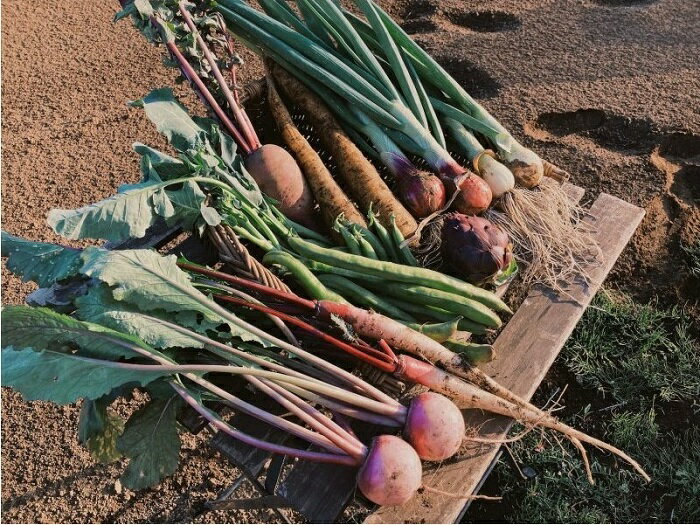 【ふるさと納税】農家キレド 畑と野菜の料理教室体験チケット / キレド / 農業体験 体験 野菜 収穫 畑ツアー ツアー 自然 料理教室 料理 教室 1名様分 1人分 チケット 3