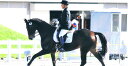 【ふるさと納税】四街道グリーンヒル乗馬クラブ 店頭利用券 50000円分 / 乗馬体験 ビジターレッスン 自馬預託料