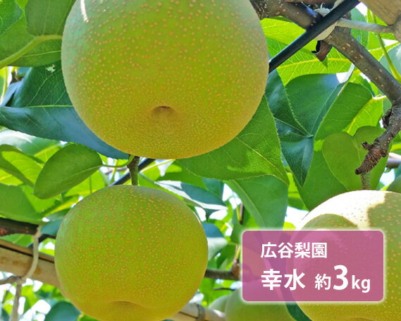 【ふるさと納税】広谷梨園　幸水　約3kg ／ 梨 なし 果物