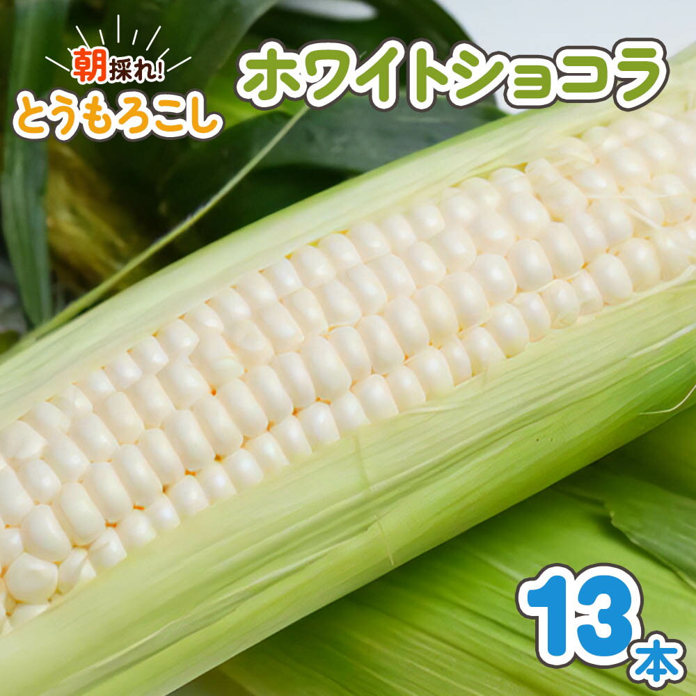 朝採れとうもろこし ホワイトショコラ 13本入|トウモロコシ スイートコーン 野菜 [0389]