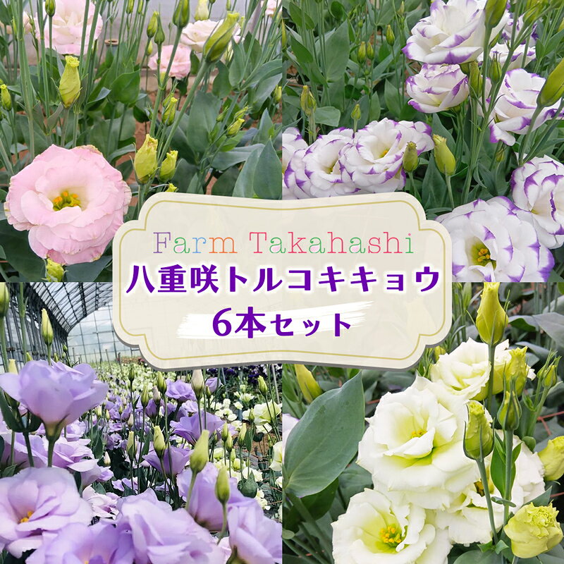 【ふるさと納税】トルコキキョウ6本...