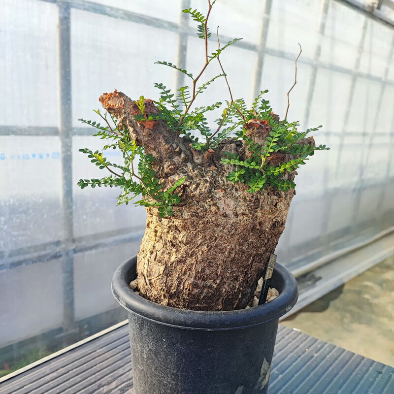 オペルクルカリア　パキプス　ベアルート　抜き苗　新鮮　緑 B001 山採り新鮮ベアルート株オペルクリカリア パキプス