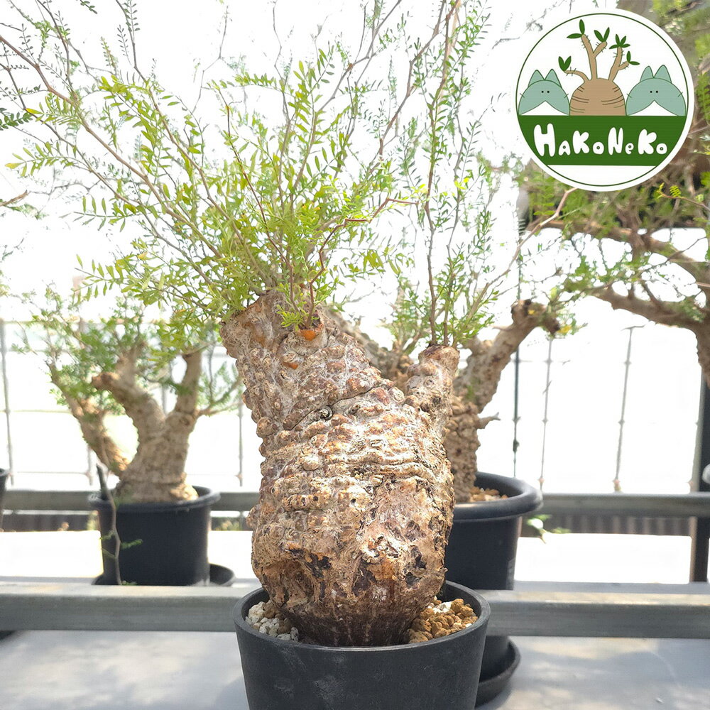 【ふるさと納税】オペルクリカリア・パキプス「塊根植物の王様」(発根管理済) Z2｜観葉植物 コーデック..