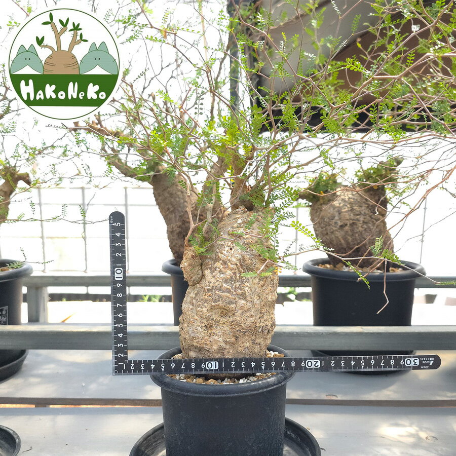 【ふるさと納税】オペルクリカリア・パキプス「塊根植物の王様」(発根管理済) Z4｜観葉植物 コーデック..