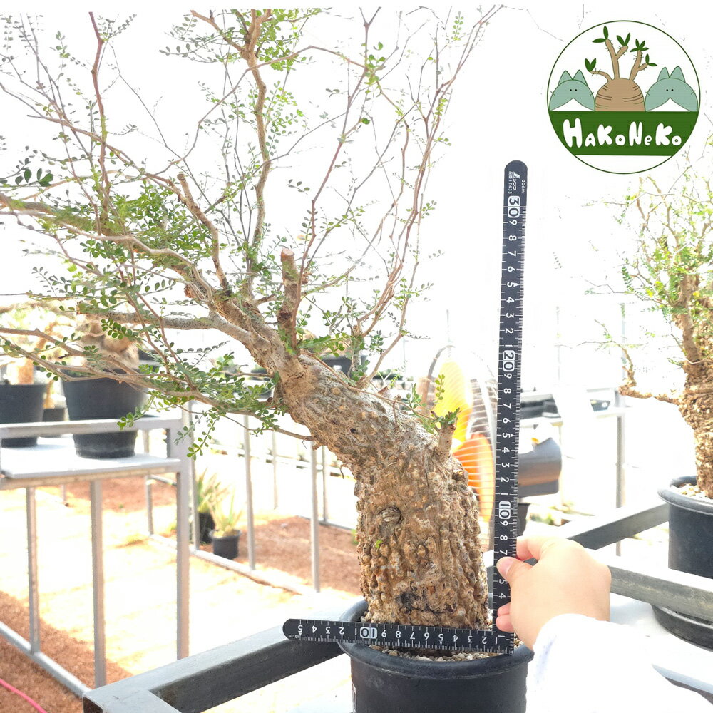 【ふるさと納税】オペルクリカリア・パキプス「塊根植物の王様」(発根管理済) Z9｜観葉植物 コーデック..