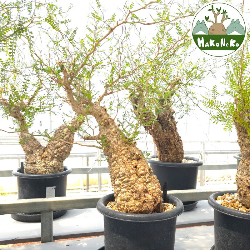 【ふるさと納税】オペルクリカリア・パキプス「塊根植物の王様」(発根管理済) Z11｜観葉植物 コーデッ..