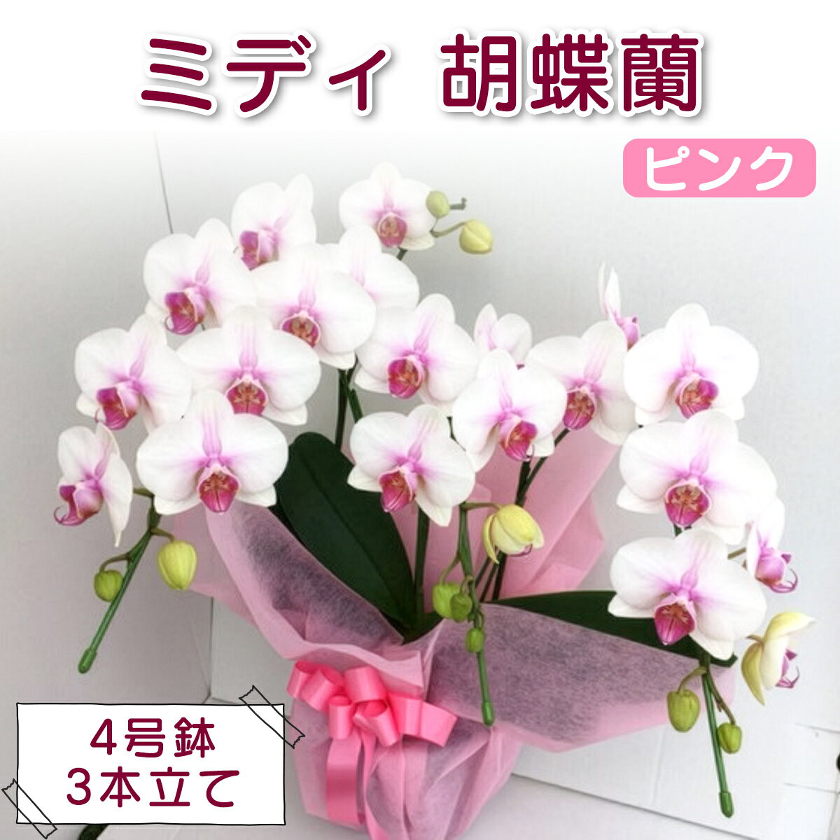 [予約受付] やない洋蘭園 ミディ胡蝶蘭ピンク (4号鉢/3本立て)|コンパクト 花 洋ラン ギフト お祝い 誕生日 記念日 敬老の日 長寿祝い 開店祝い 移転 開院 内祝い 発表会 [0670r]
