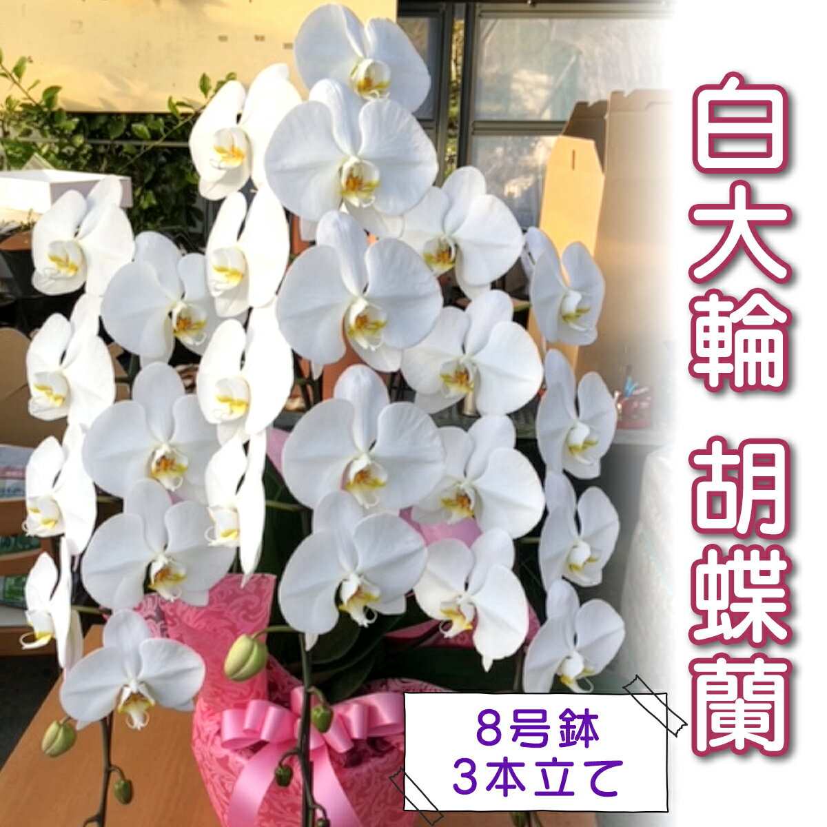 [予約受付] やない洋蘭園 白大輪胡蝶蘭 (8号鉢/3本立て)|花 ギフト 洋ラン お祝い 誕生日 記念日 敬老の日 長寿祝い 開店祝い 移転 開院 内祝い 発表会 [0671r]