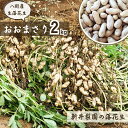 【ふるさと納税】八街産落花生 先行予約 おおまさり 掘りたて直送 生落花生 2kg 2025年産 八街市産 落花生 千葉県産 新井梨園 産地直送