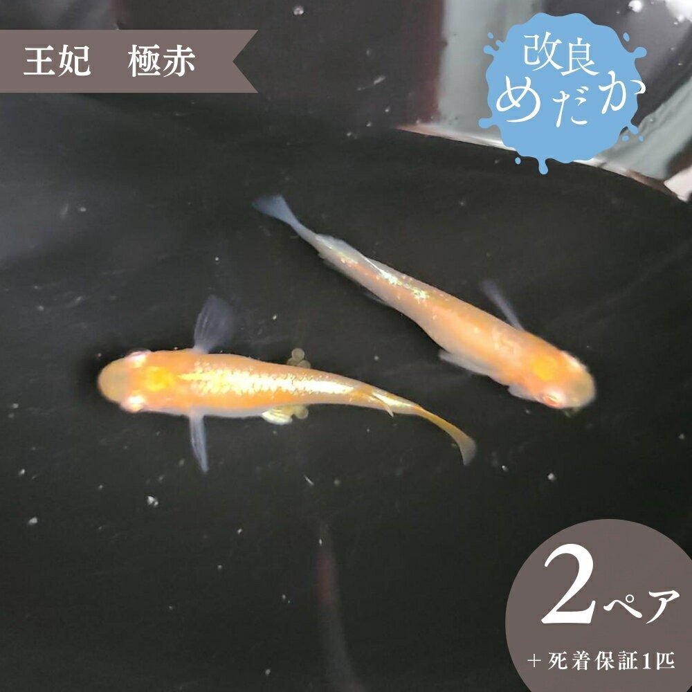 改良めだか [ 王妃 極赤 ](2ペア+死着保証1匹) めだか メダカ めだか屋らん メダカ飼育 めだか飼育 観賞用