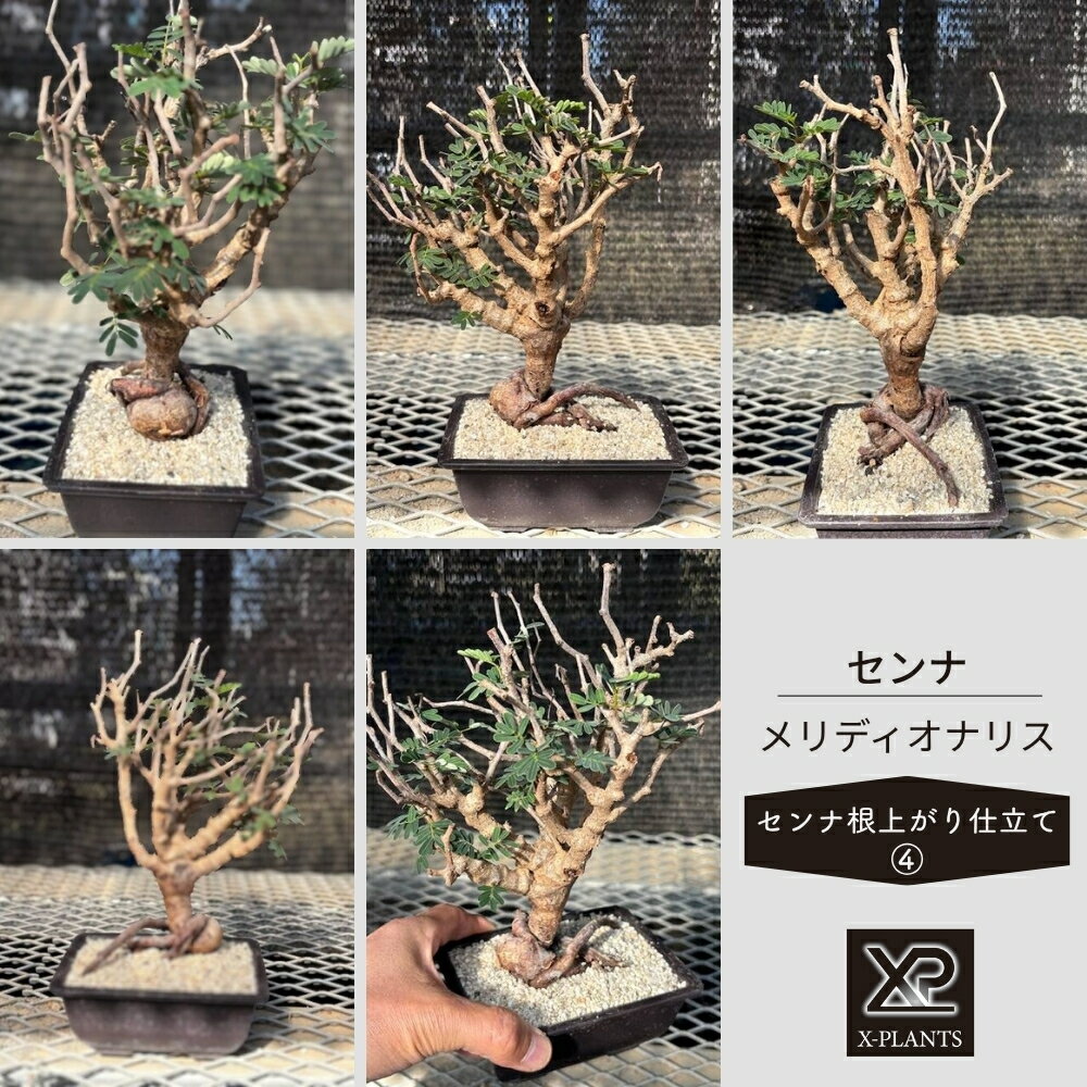 センナ メリディオナリス [センナ根上がり仕立て_4] X-PLANTS 珍奇植物 ビザールプランツ 塊根植物