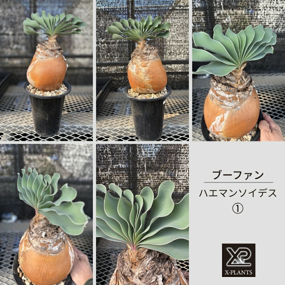 ブーファン ハエマンソイデス_1 X-PLANTS 珍奇植物 ビザールプランツ 塊根植物
