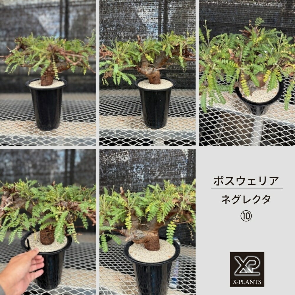 ボスウェリア ネグレクタ_10 X-PLANTS 珍奇植物 ビザールプランツ 塊根植物