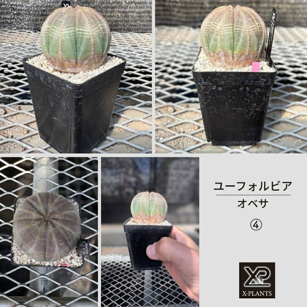 ユーフォルビア オベサ_4 X-PLANTS 珍奇植物 ビザールプランツ 塊根植物