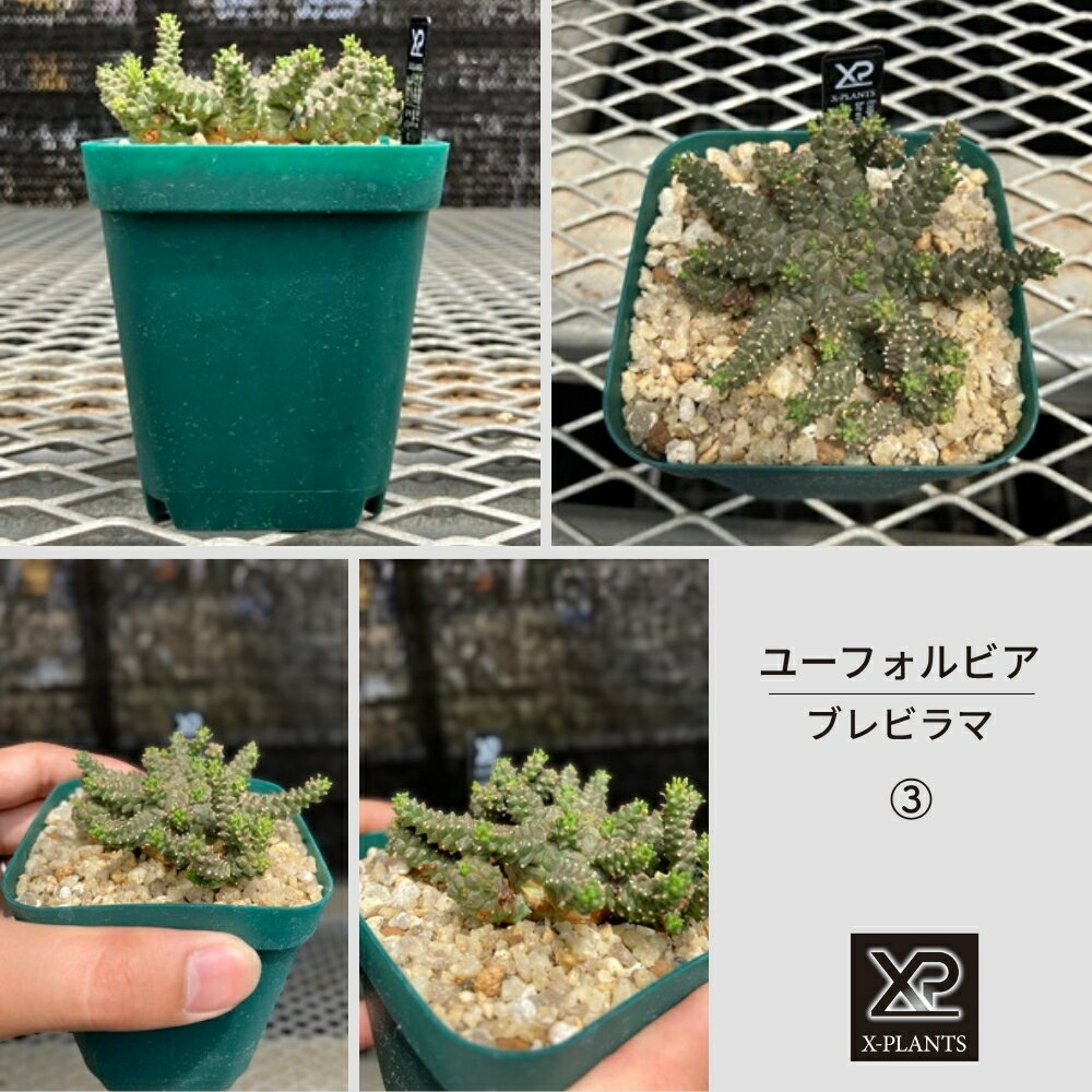 ユーフォルビア ブレビラマ_3 X-PLANTS 珍奇植物 ビザールプランツ 塊根植物