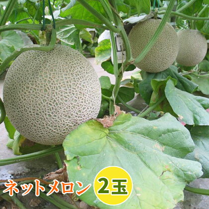 印西の特産品 ネットメロン 2玉｜メロン フルーツ 果物 ギフト 旬 [0420]