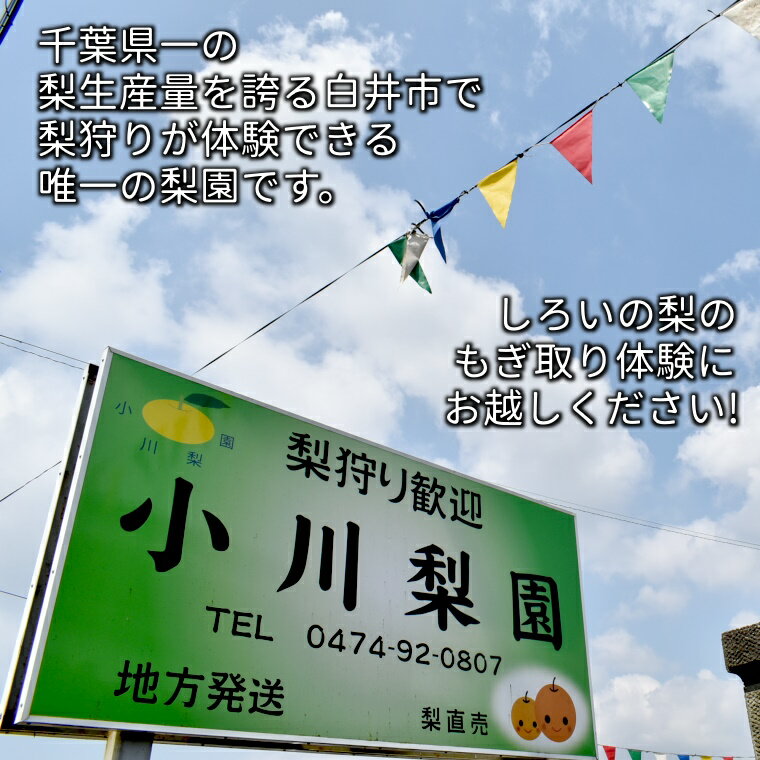 【ふるさと納税】梨狩り体験 梨のもぎ取り 1グループ5名様まで 幸水 豊水 新高 収穫体験 おすすめ 夏の味覚 秋の味覚 しろいの梨その2