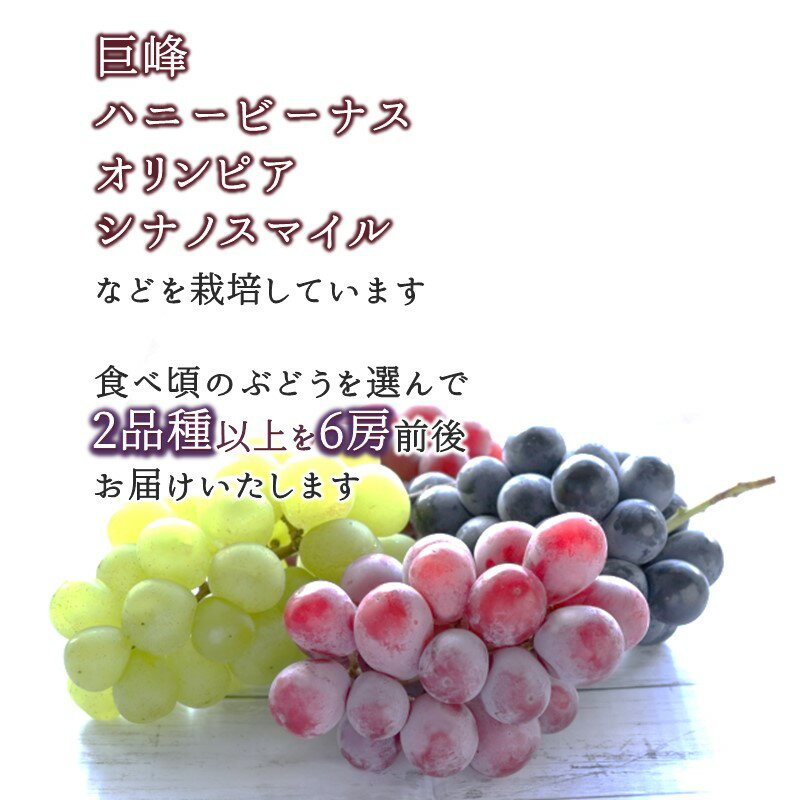 【ふるさと納税】ぶどう 予約受付 巨峰 シナノスマイル ハニービーナス オリンピア など 2種以上 2kg 4～8房 おまかせ 完熟 露地栽培 石井ぶどう園（白井ぶどう組合） 3