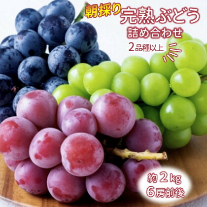 ぶどう 予約受付 シャインマスカット 巨峰 ベニバラード ブラックビート クィーンニーナ など 2種以上 2kg 4～8房 おまかせ 完熟 芦田ぶどう園（白井ぶどう組合）