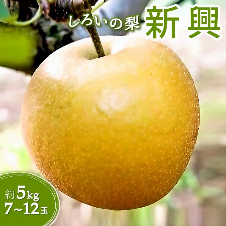 【ふるさと納税】梨 新興 5kg 7～12玉 千葉県 白井市 しろいの梨 フルーツ 果物 名産 特産品 白井の梨 おすすめ 日持ちする梨 甘いのサムネイル