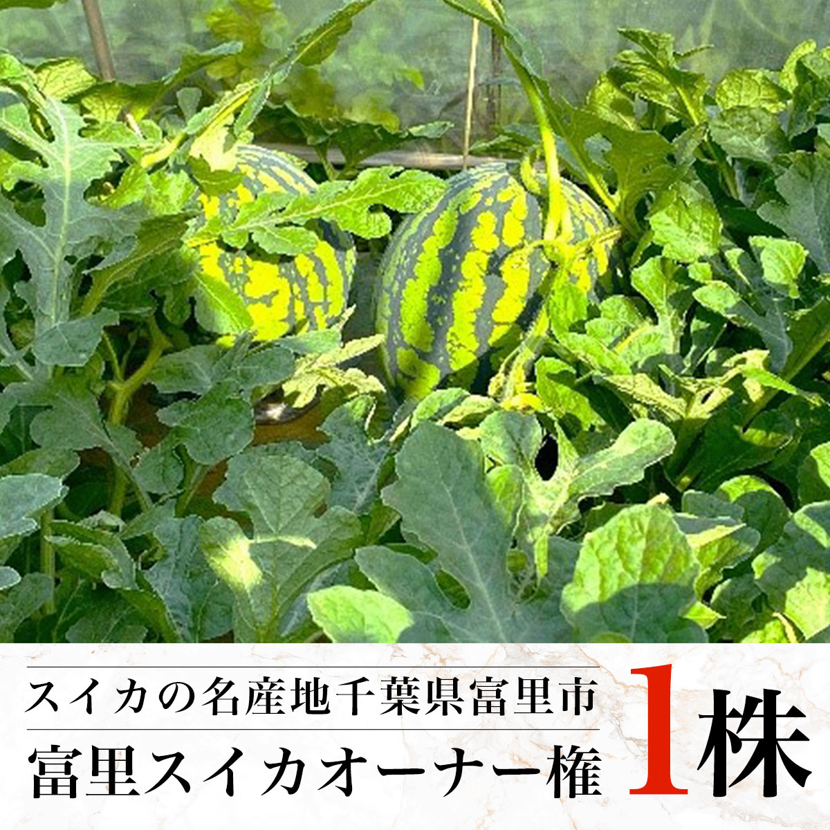 【ふるさと納税】 【数量限定】富里スイカオーナー権（1株）ふるさと納税 スイカ オーナー 大玉スイカ 千葉県 富里市 TMA001のサムネイル