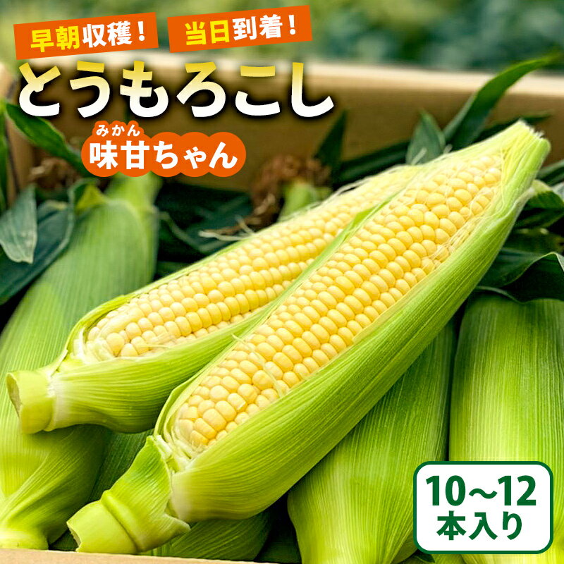 3位! 口コミ数「6件」評価「4.83」【先行受付2024年6月中旬よりお届け】早朝収穫！当日到着！とうもろこし10～12本（味甘ちゃん）【関東+山梨へのお届け】 mi0046-0･･･ 