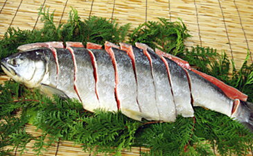【ふるさと納税】新巻鮭1本(切身) 1.5kg前後(北海道産) 5651-0496