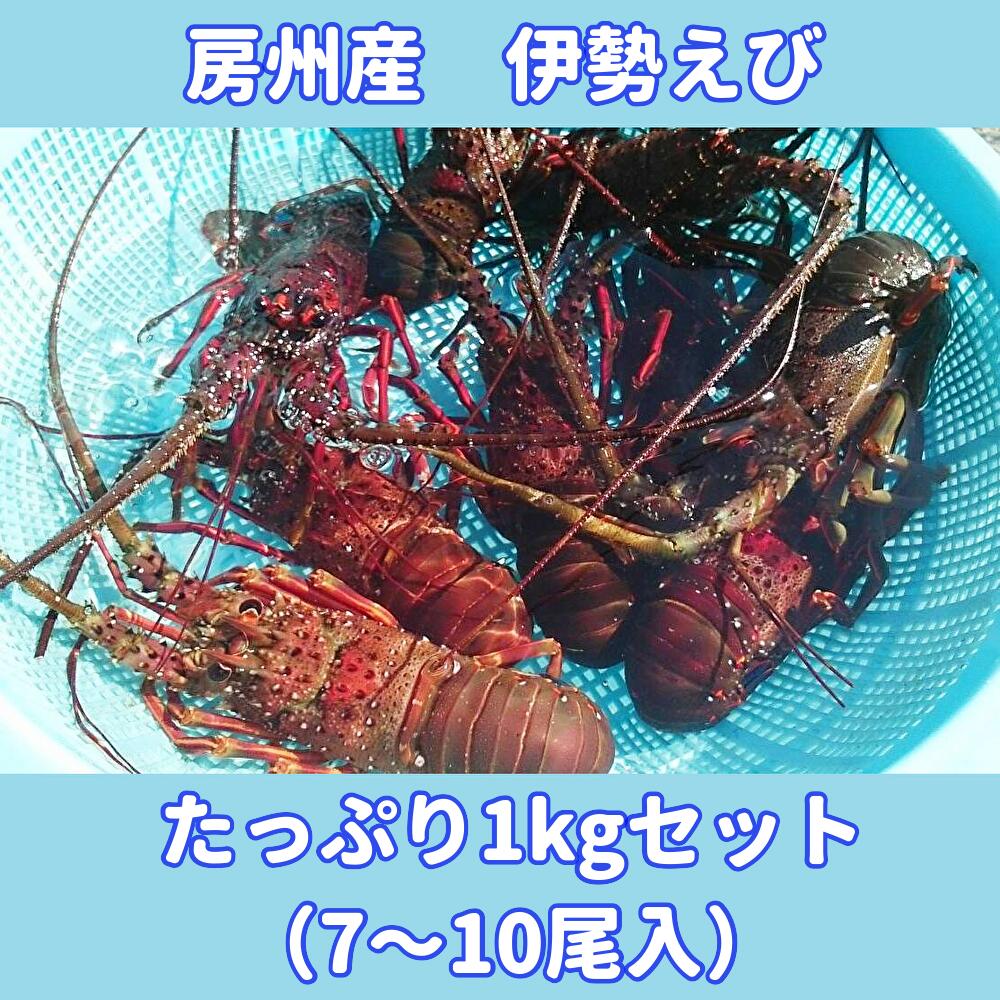 【ふるさと納税】房州産伊勢えび　たっぷり1kgセット（7〜10尾入）5651-0346