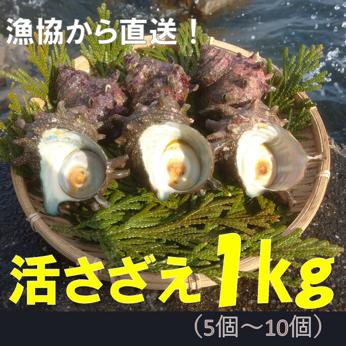 壱岐産 天然 サザエ 12個 Jah072 調理済み