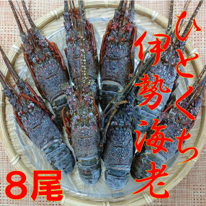 【ふるさと納税】 訳あり 一口 伊勢えび 80～100g程度 8尾 天然 魚介 活締め 冷凍 個包装　5651-1073