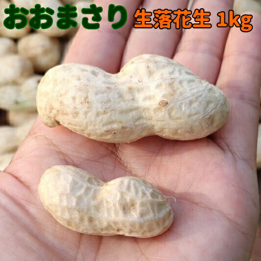 【ふるさと納税】【先行受付　2024年9月よりお届け】『おおまさり 生落花生 1kg』農家直送！2024年9月中旬から11月上旬発送予定のサムネイル